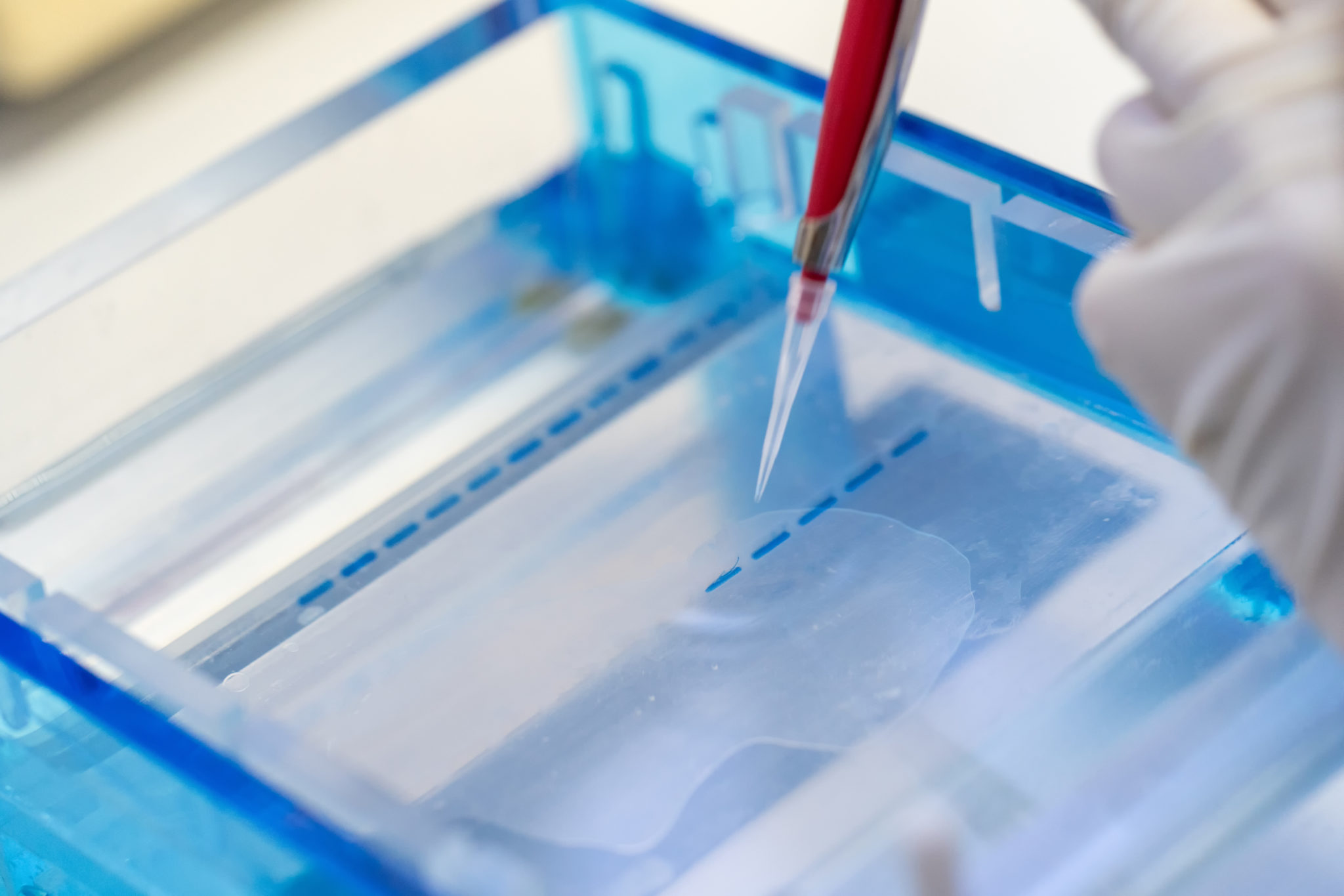 western blot results of fish western blot results of fish