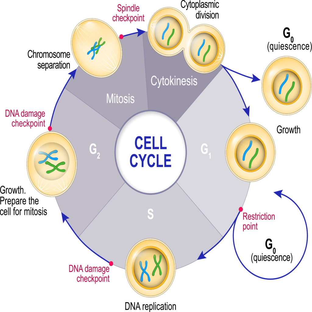 10.1 La division cellulaire – Introduction à la biologie cellulaire et  moléculaire