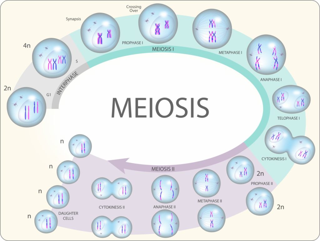 Meiose