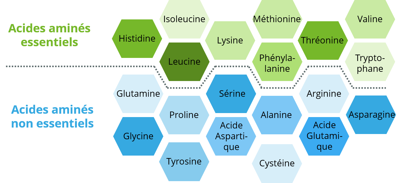 Protéine De La Peau En 8 Lettres