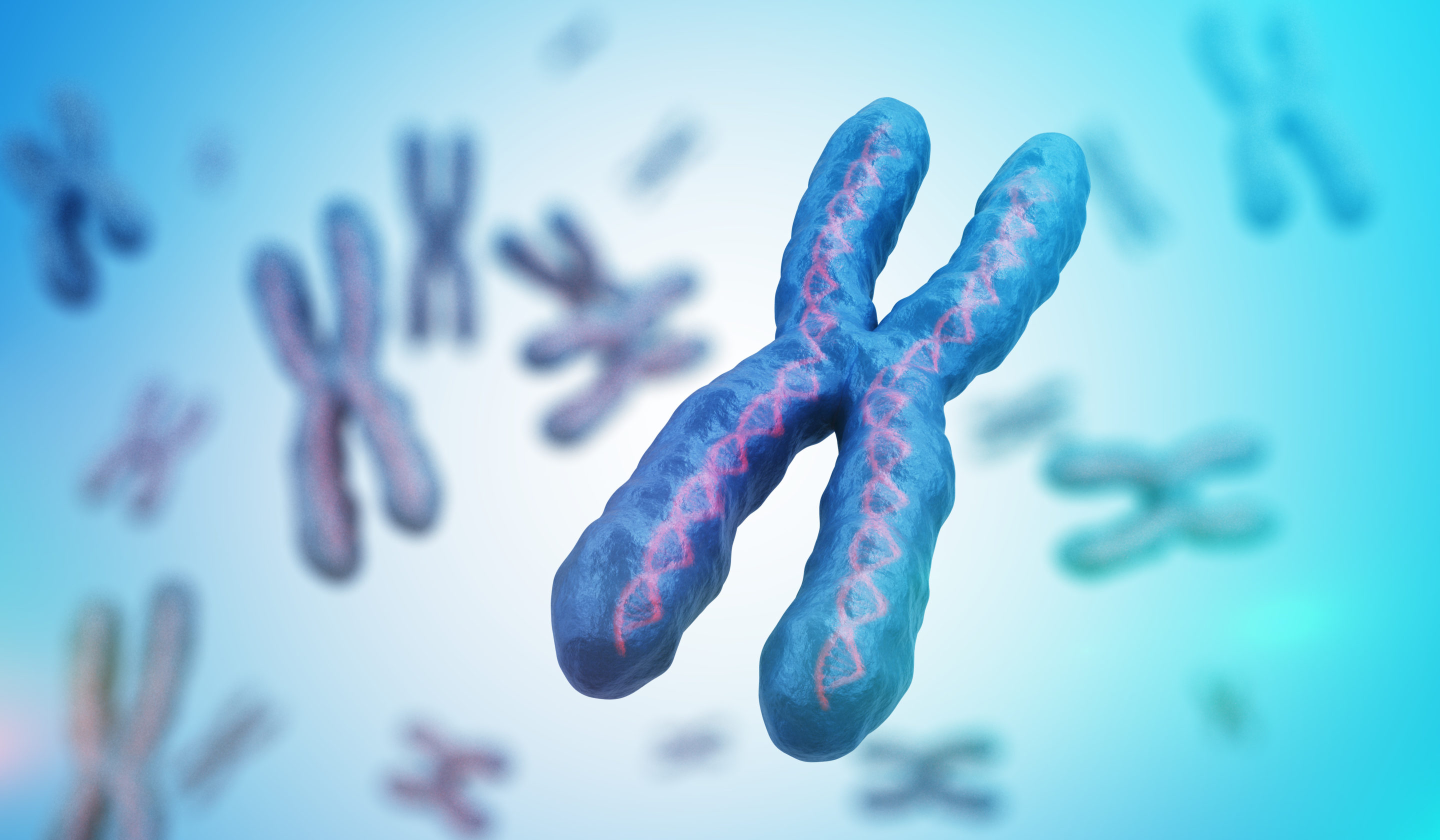 ADN chromosome replication