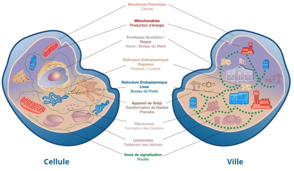 analogie ville cellule