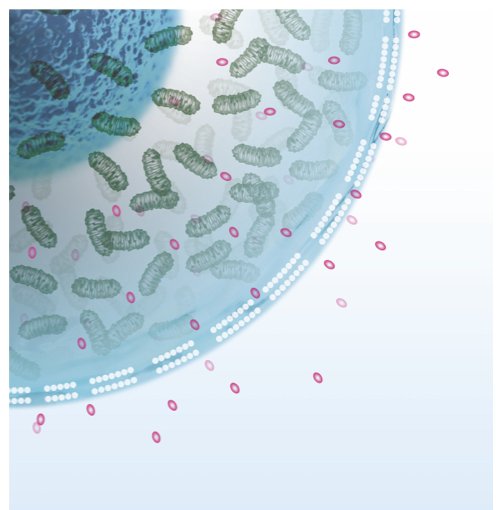 Lactate déshydrogénase