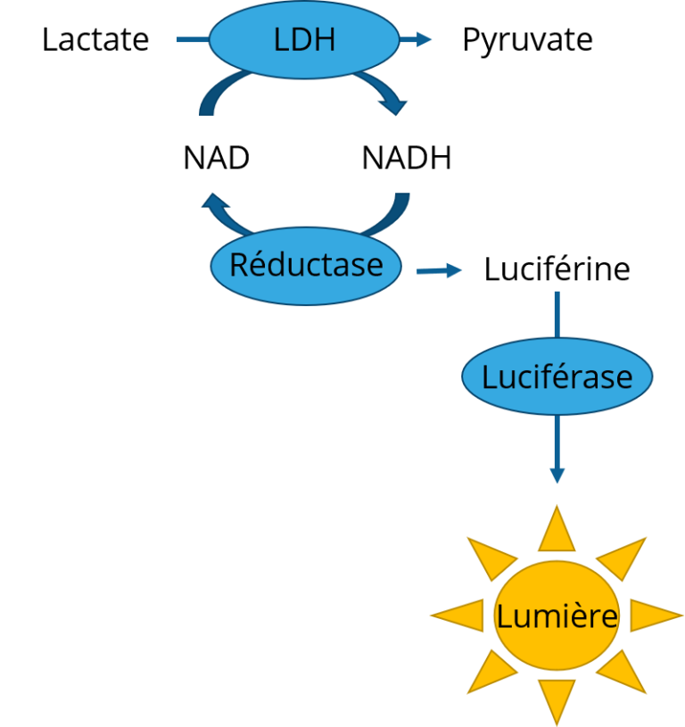 L’altération cellulaire, une histoire de cytotoxicité Elysia Bioscience