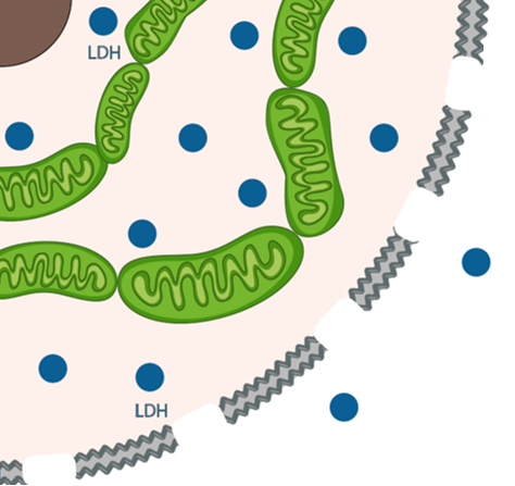 Lactate déshydrogénase