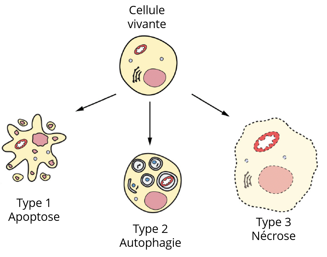 L’altération cellulaire, une histoire de cytotoxicité Elysia Bioscience