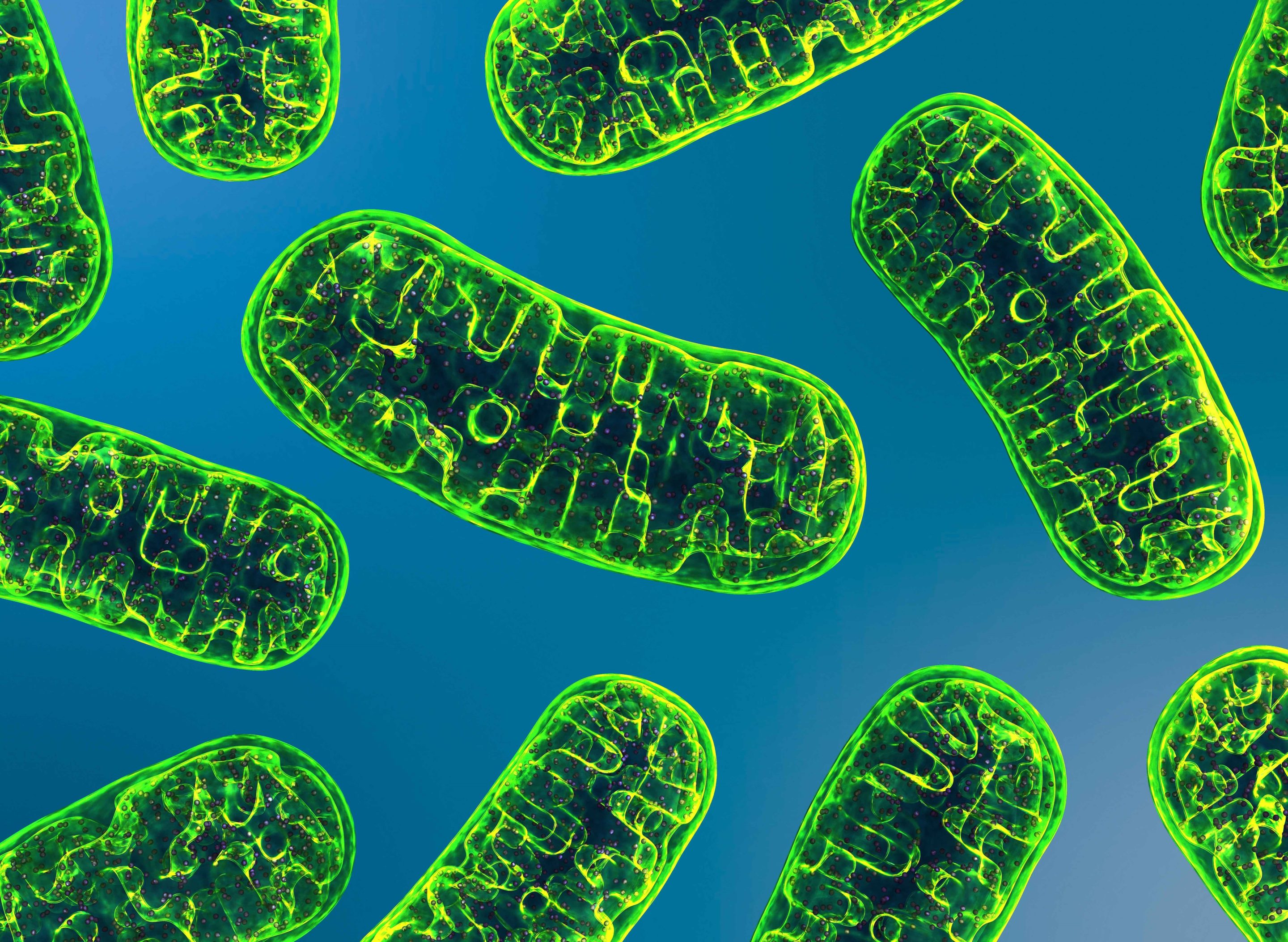 mitochondrie métabolisme énergétique